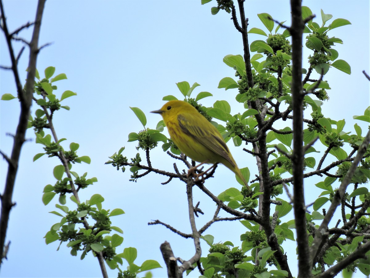 Yellow Warbler - ML452986561