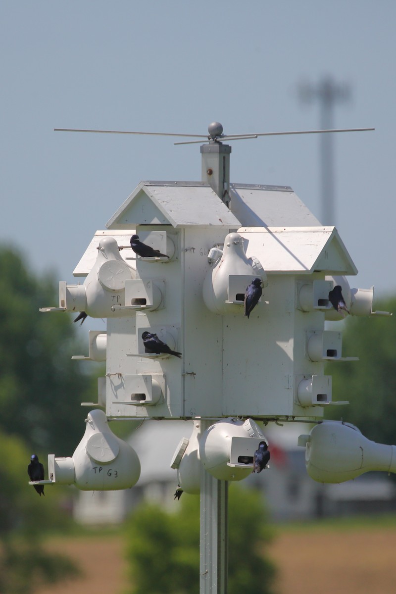 Purple Martin - ML452986581