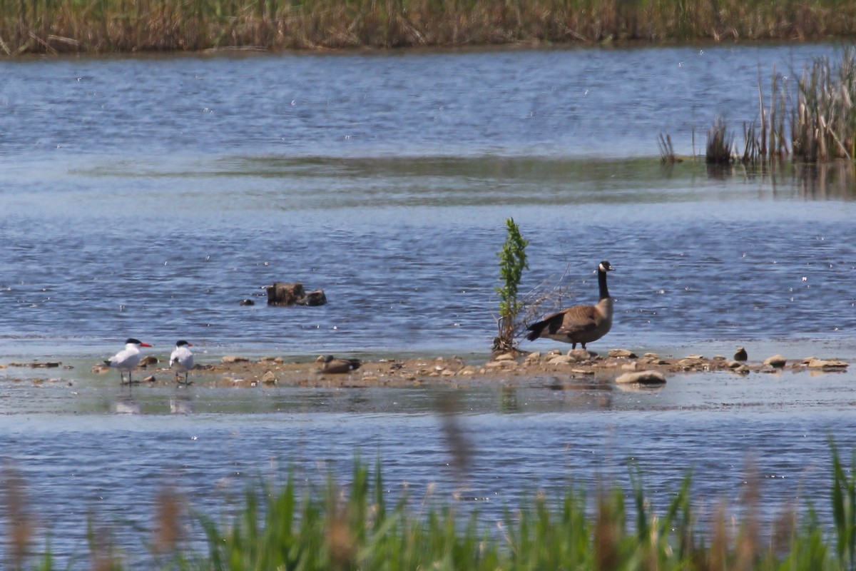 Caspian Tern - ML452986661