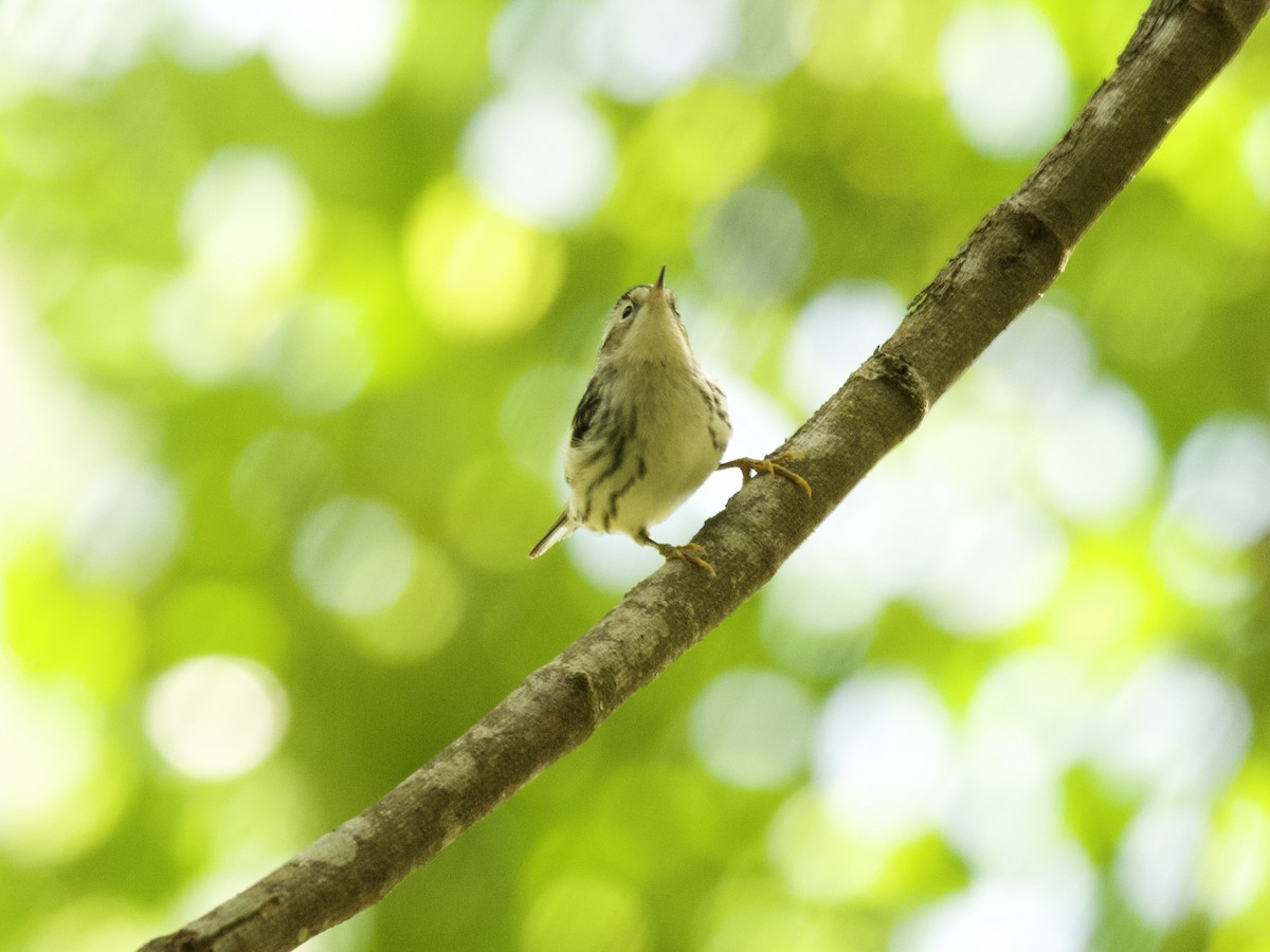 Black-and-white Warbler - ML452986731
