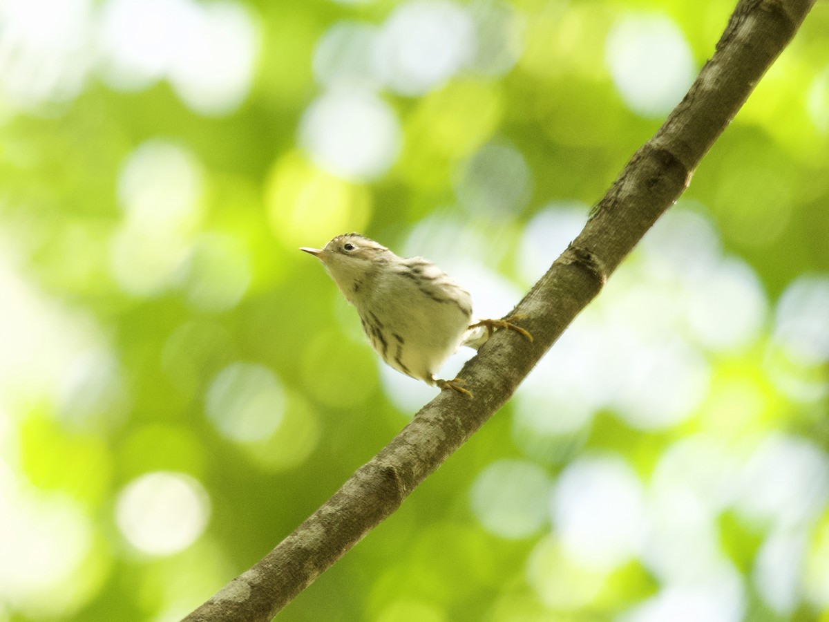 Black-and-white Warbler - ML452986751