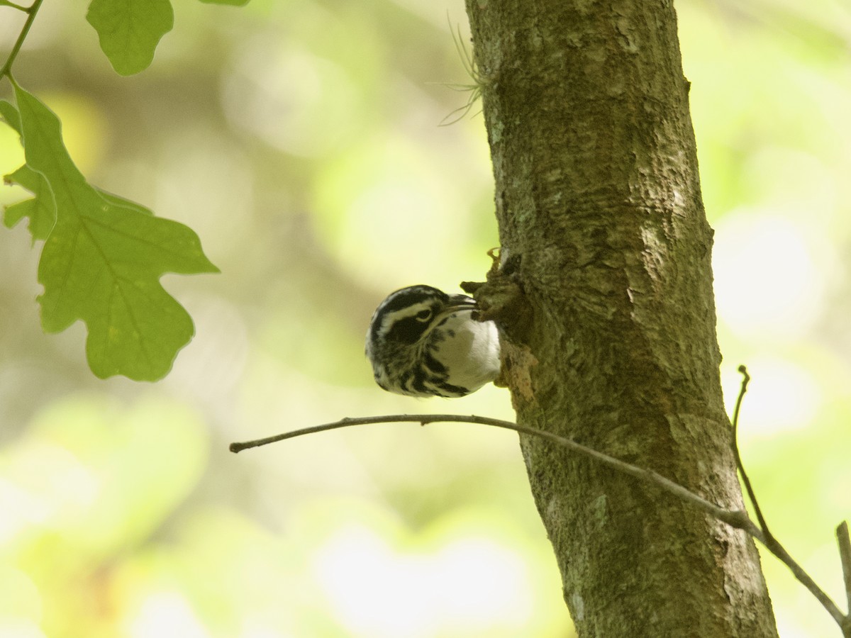 Black-and-white Warbler - ML452986781