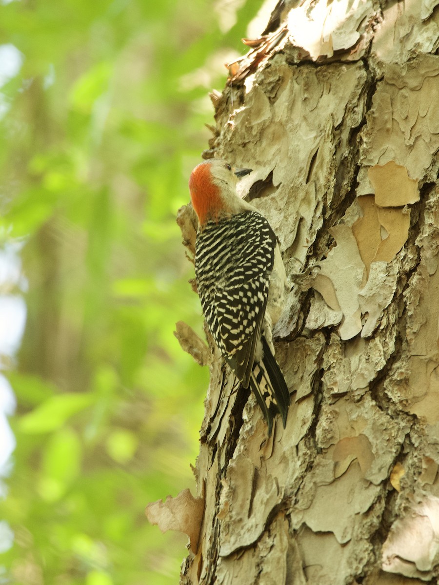 Red-bellied Woodpecker - ML452986921