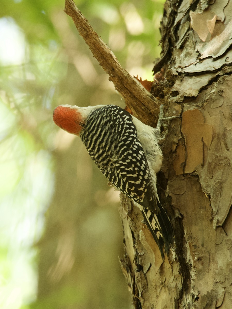 Red-bellied Woodpecker - ML452986931