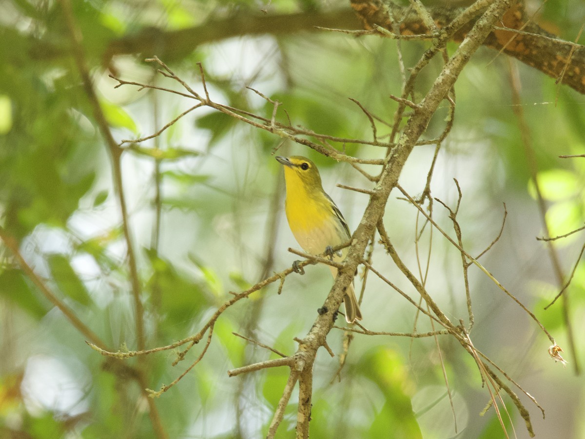 Yellow-throated Vireo - ML452987011