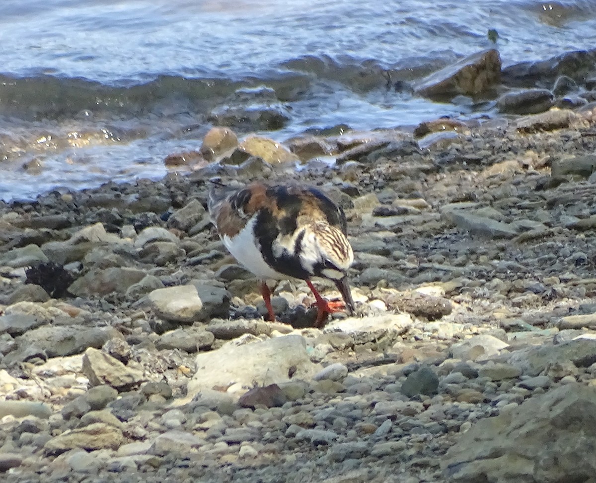 Ruddy Turnstone - ML452987491