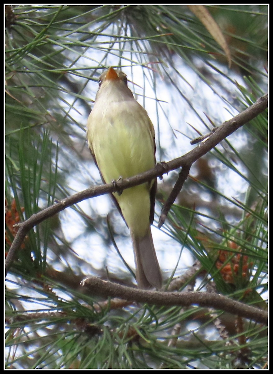 Willow Flycatcher - Peter Gordon