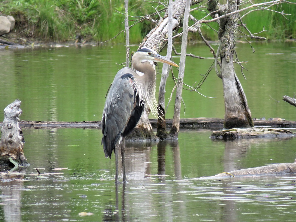 Garza Azulada - ML452987921