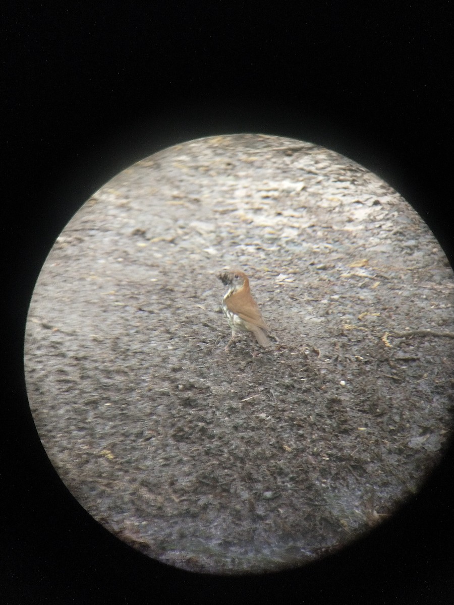 Wood Thrush - ML452987971