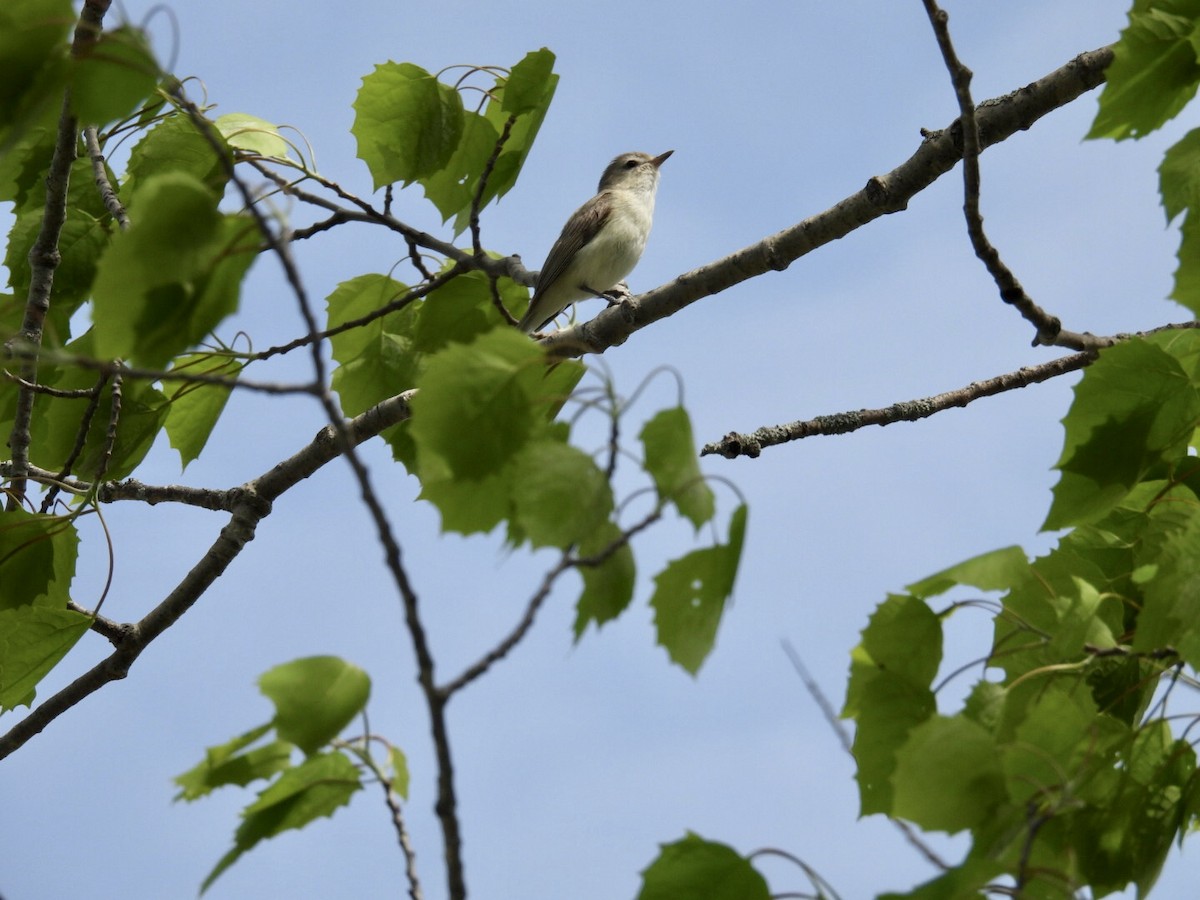 Warbling Vireo - ML452990391