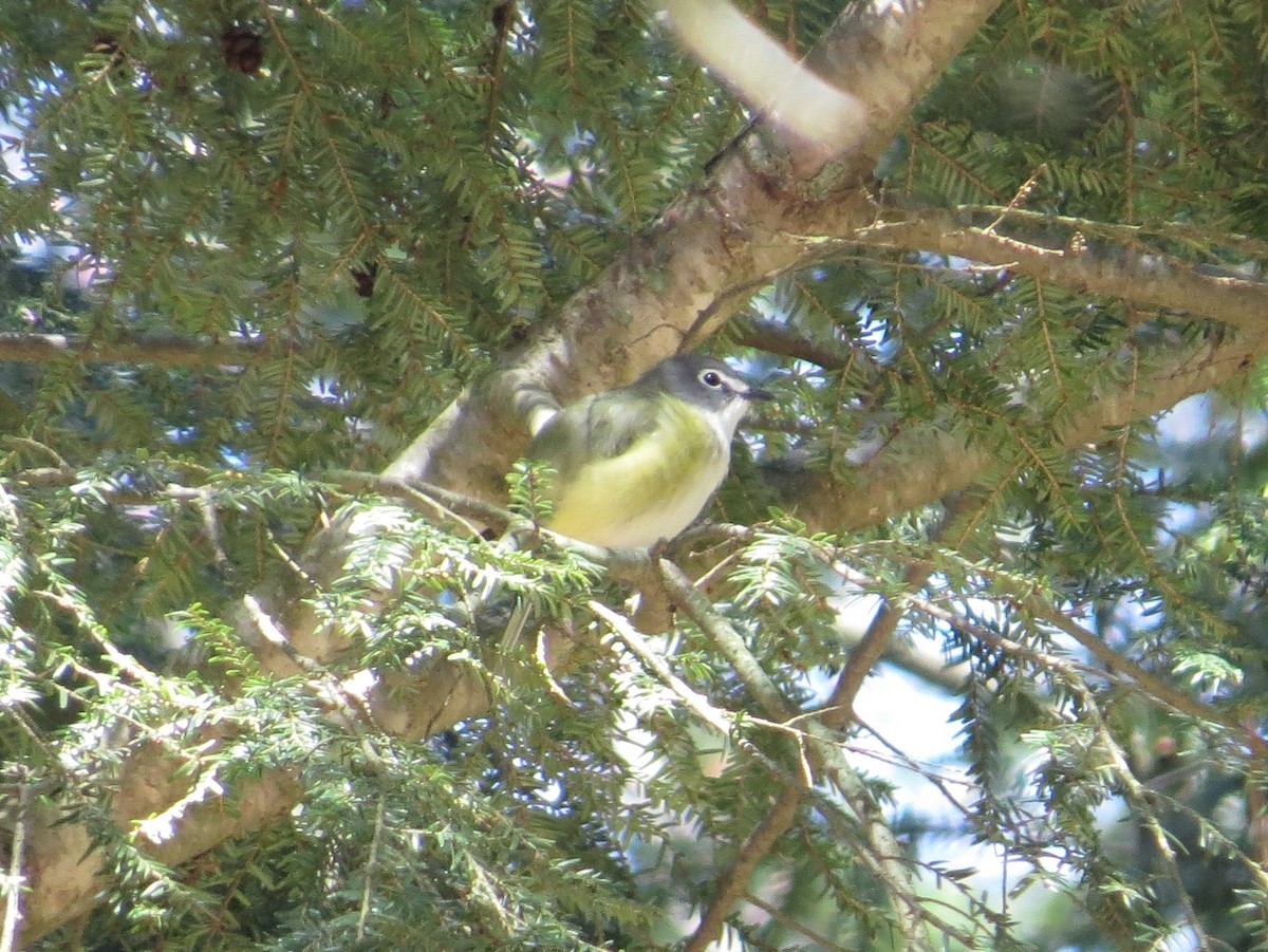 Blue-headed Vireo - ML452991431