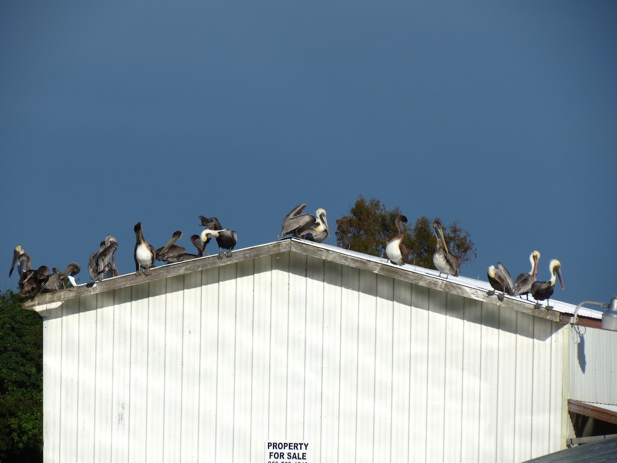 Brown Pelican - ML45299251