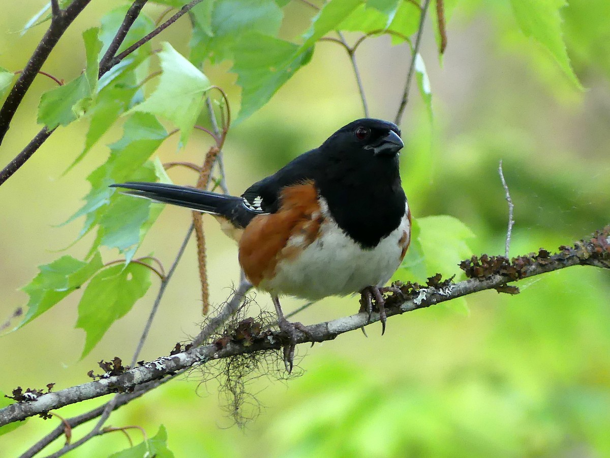 Eastern Towhee - ML452992631