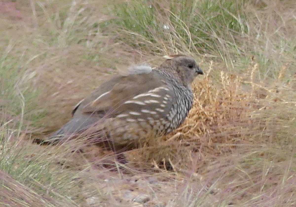 Scaled Quail - Tresa Moulton