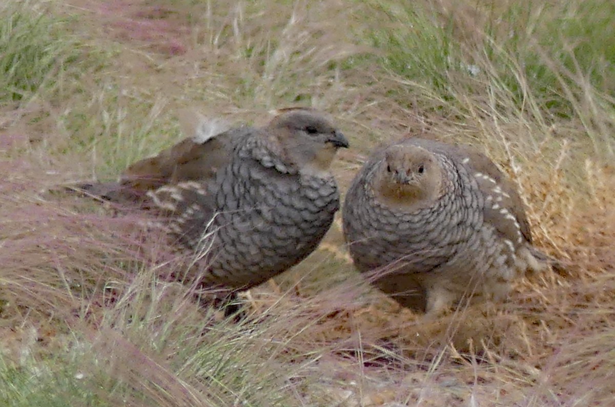 Scaled Quail - Tresa Moulton