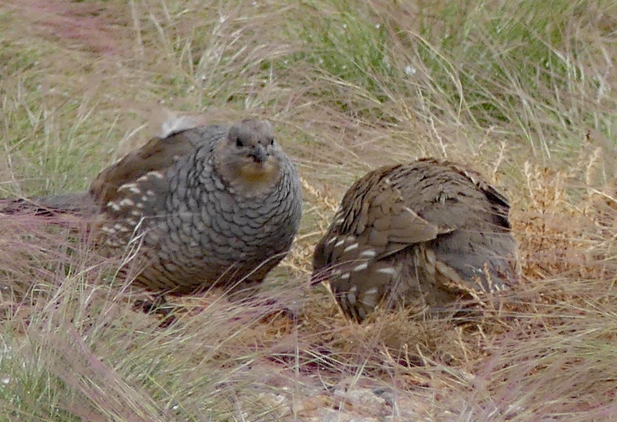 Scaled Quail - Tresa Moulton