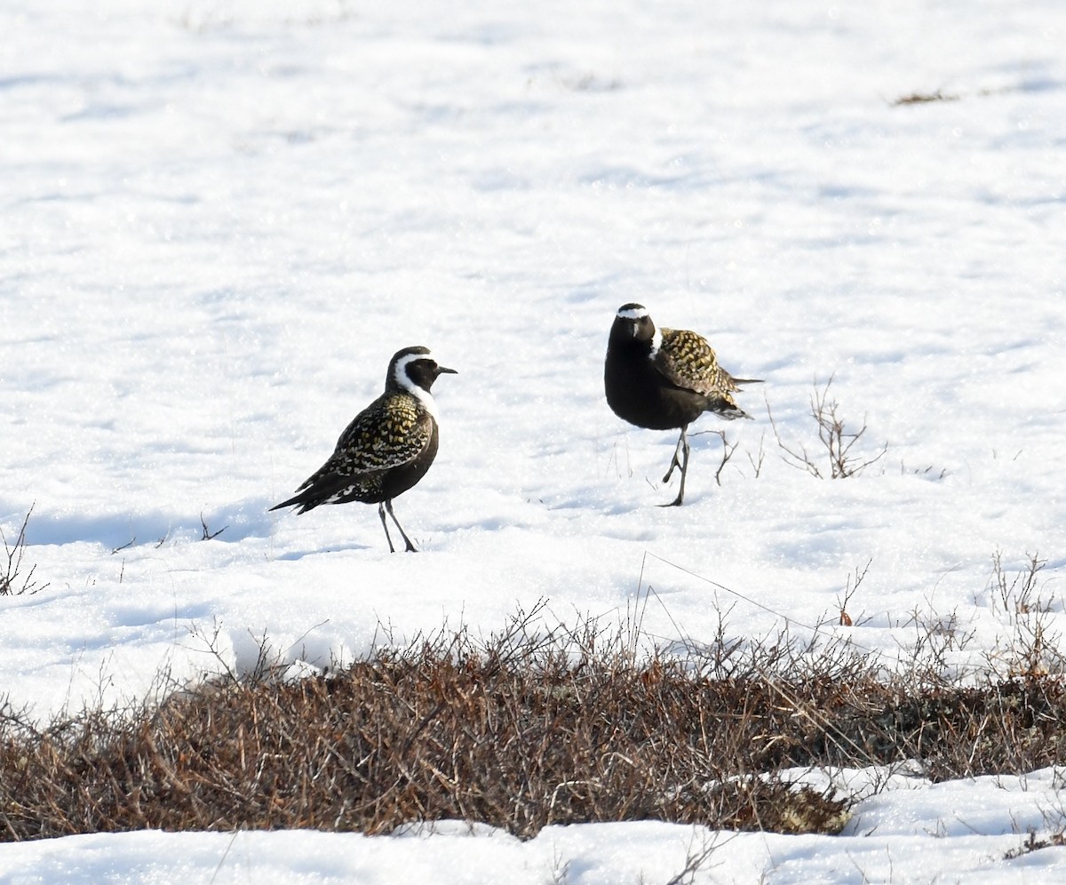 American Golden-Plover - ML452993671