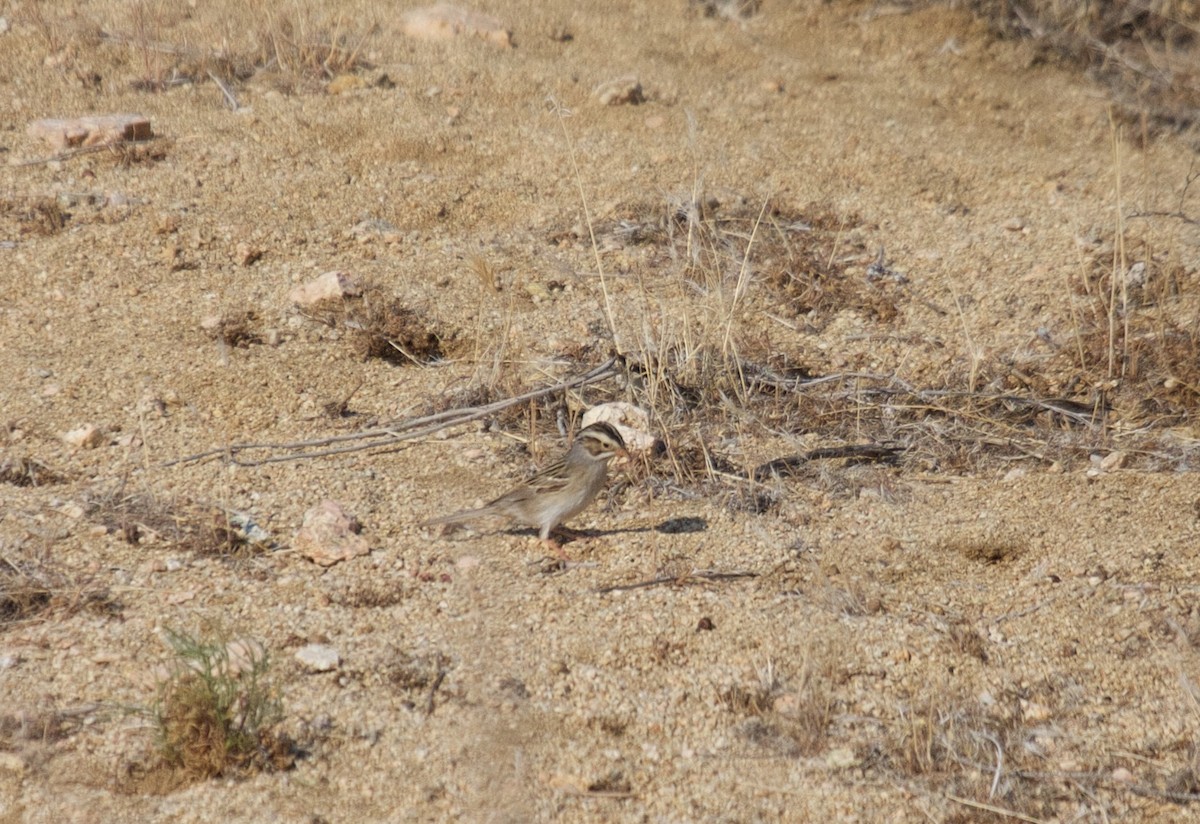 Clay-colored Sparrow - Matt Brady