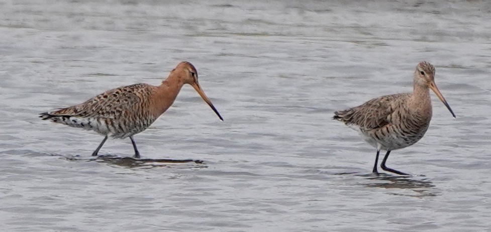 Black-tailed Godwit - ML452996931