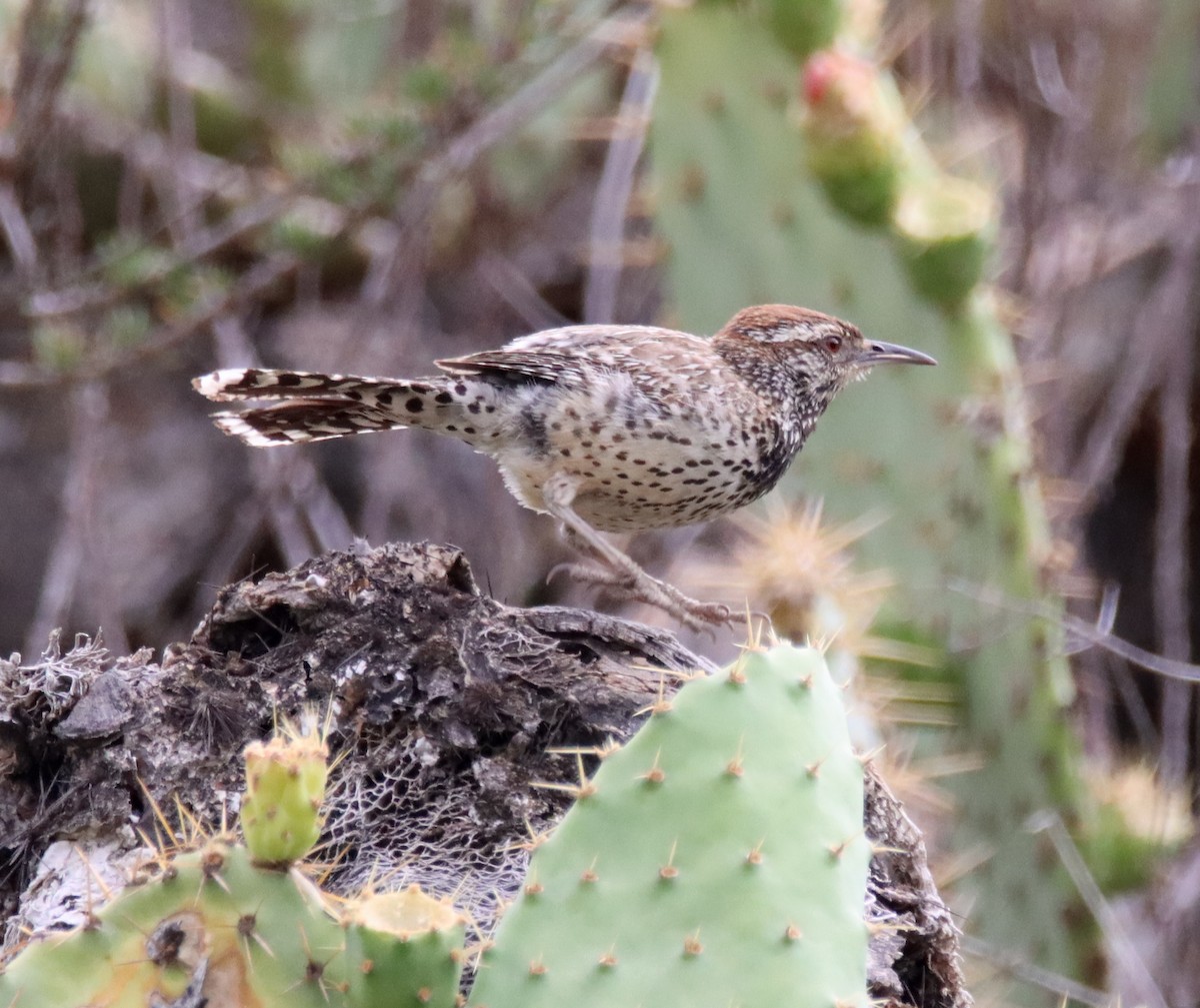 Cactus Wren - ML452999031