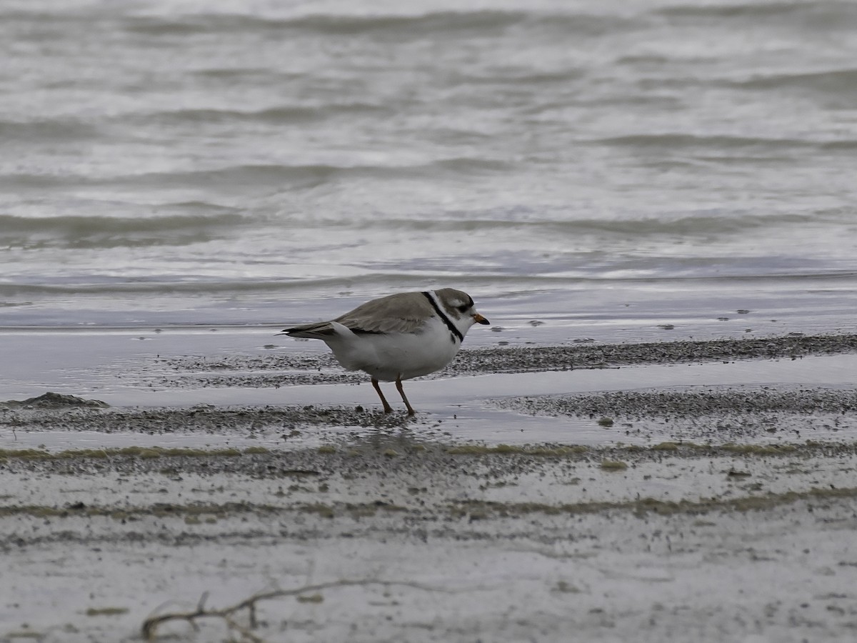 Piping Plover - Thomas Kallmeyer