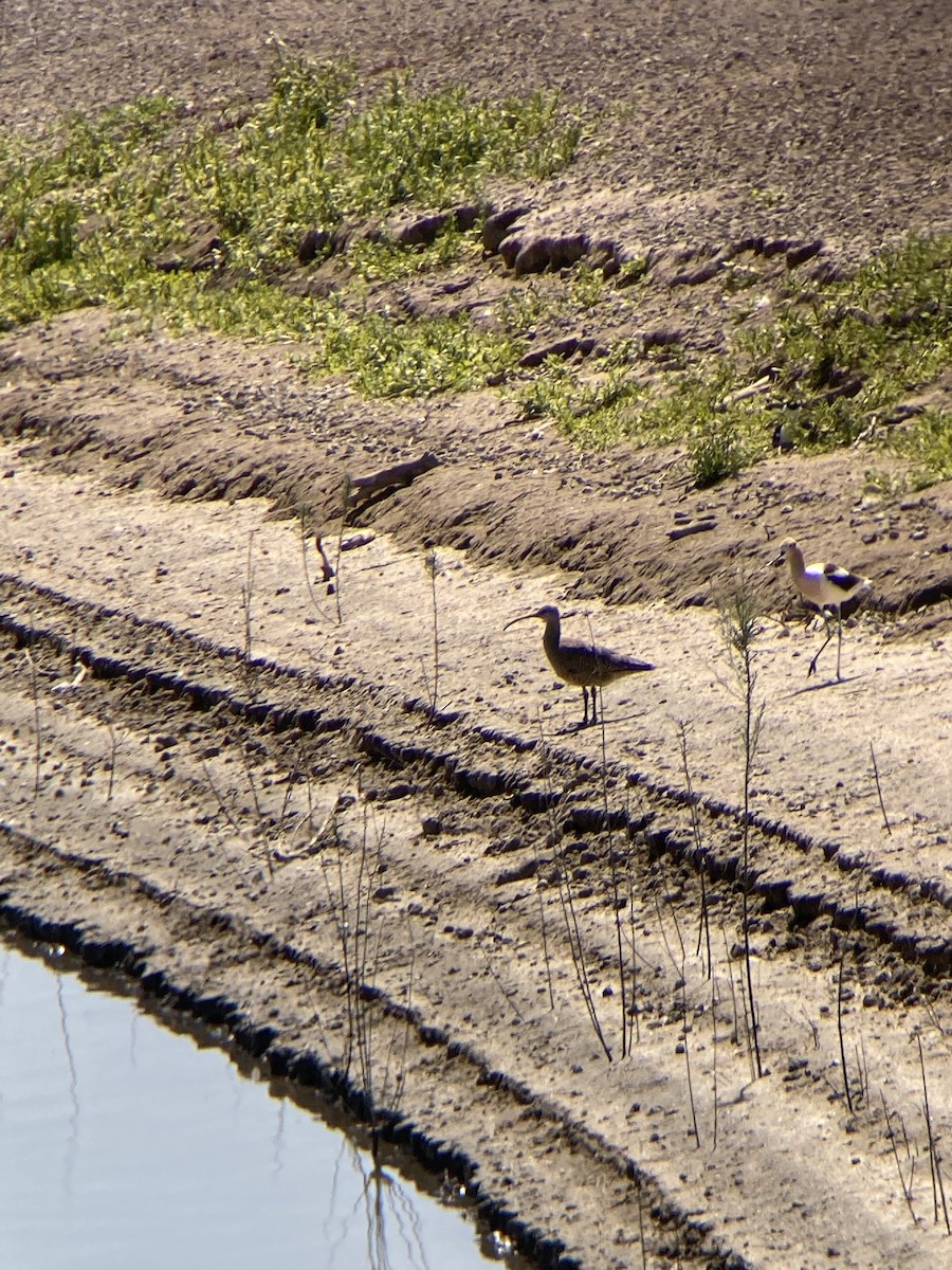 Hudsonian Whimbrel - ML453000881