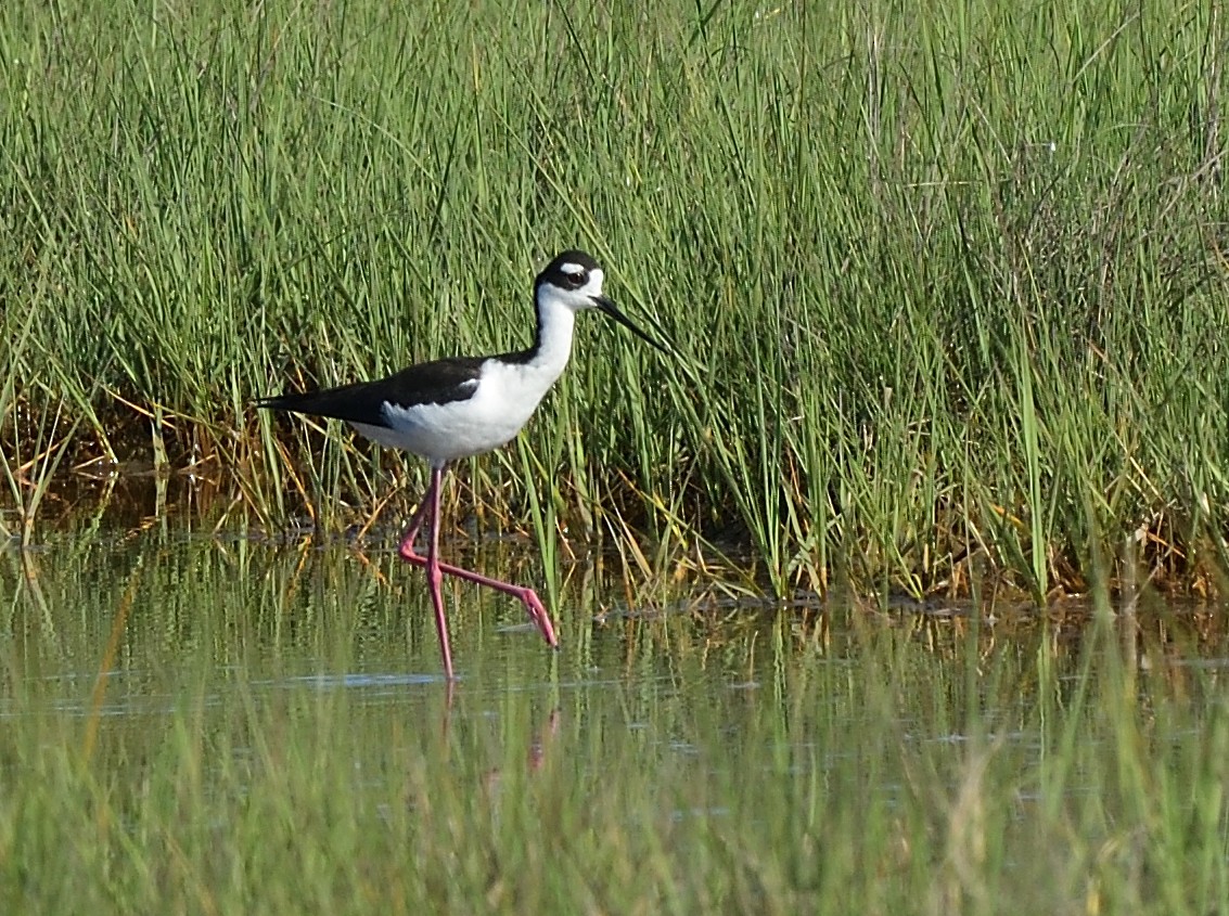 Black-necked Stilt - ML453000921