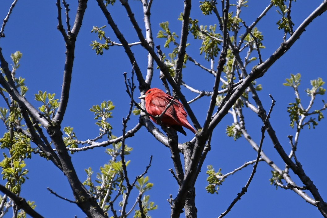 Summer Tanager - ML453001281