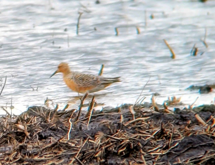 Red Knot - Keith Corliss