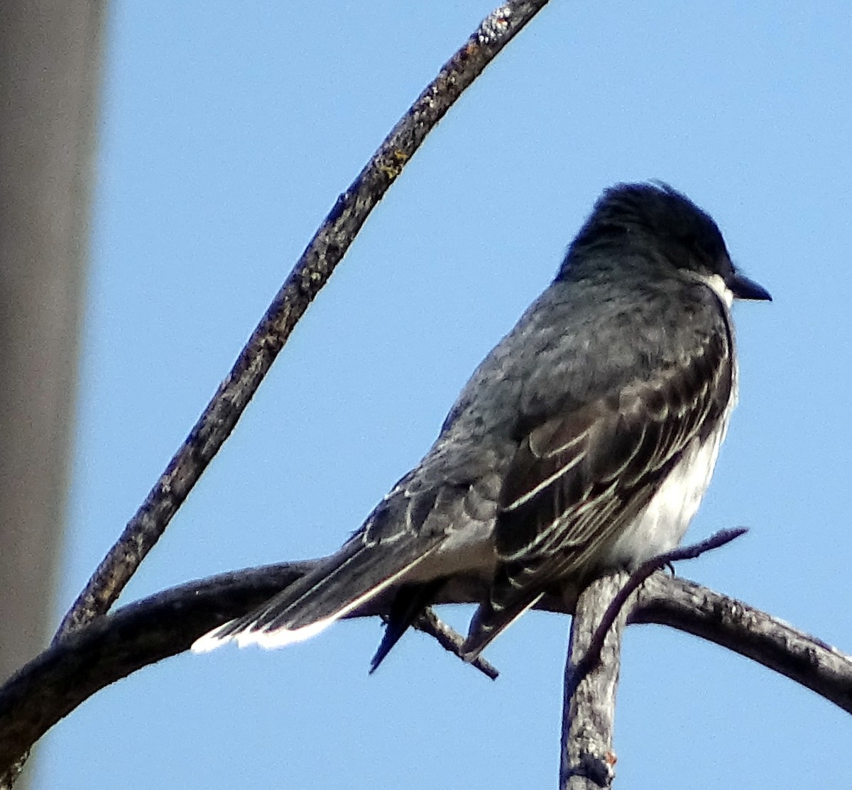 Eastern Kingbird - ML453001561