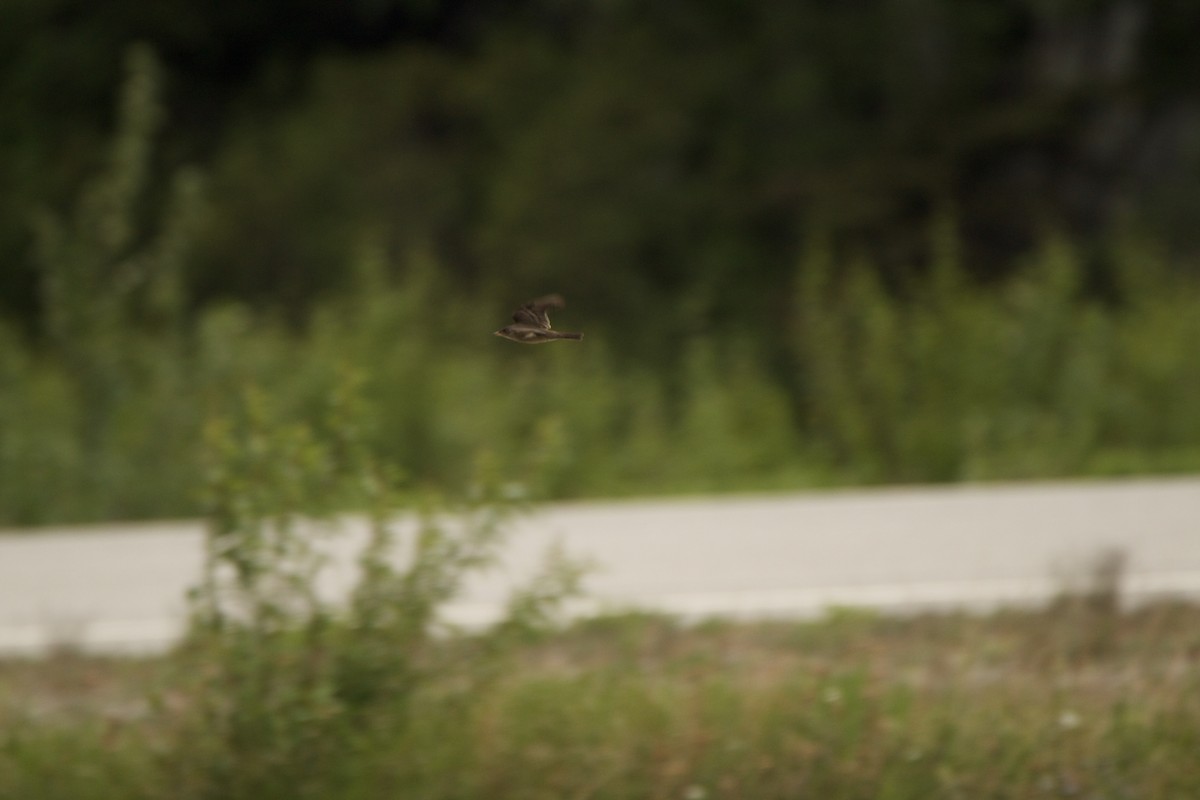 Olive-sided Flycatcher - ML453001641