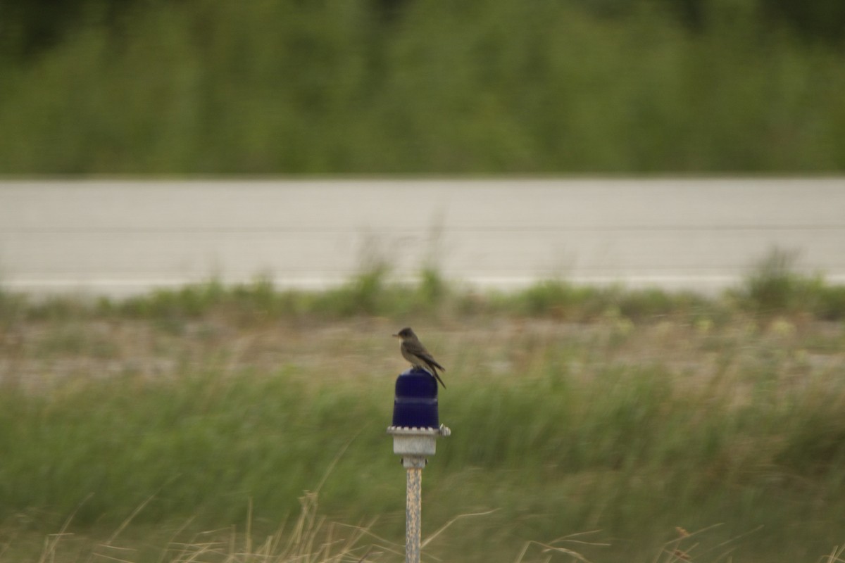 Olive-sided Flycatcher - ML453001671