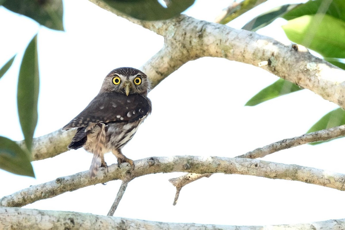 Ferruginous Pygmy-Owl - L.Vidal Prado Paniagua