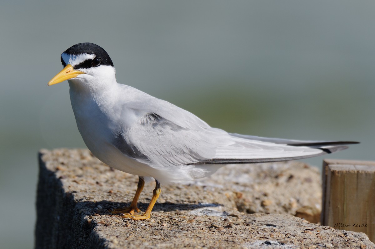 Least Tern - Nilesh K