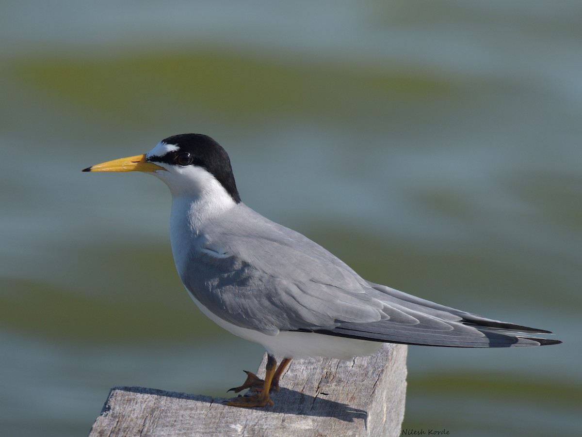 Least Tern - Nilesh K