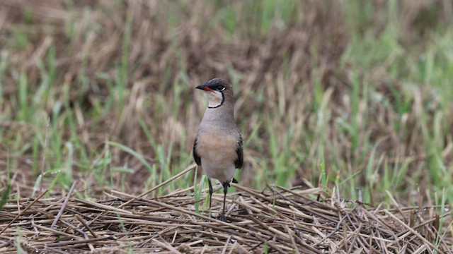 Oriental Pratincole - ML453002861