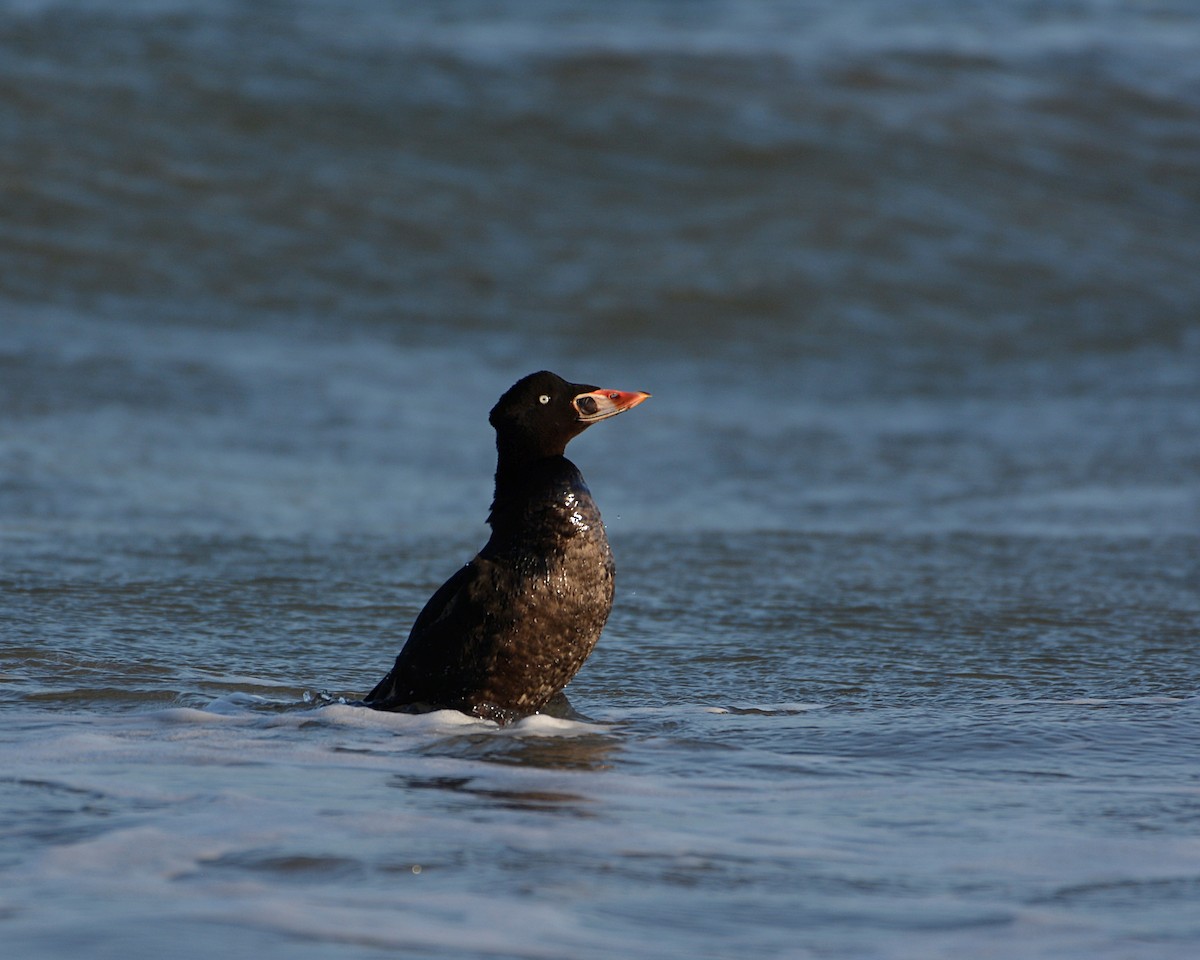 Surf Scoter - ML453004611