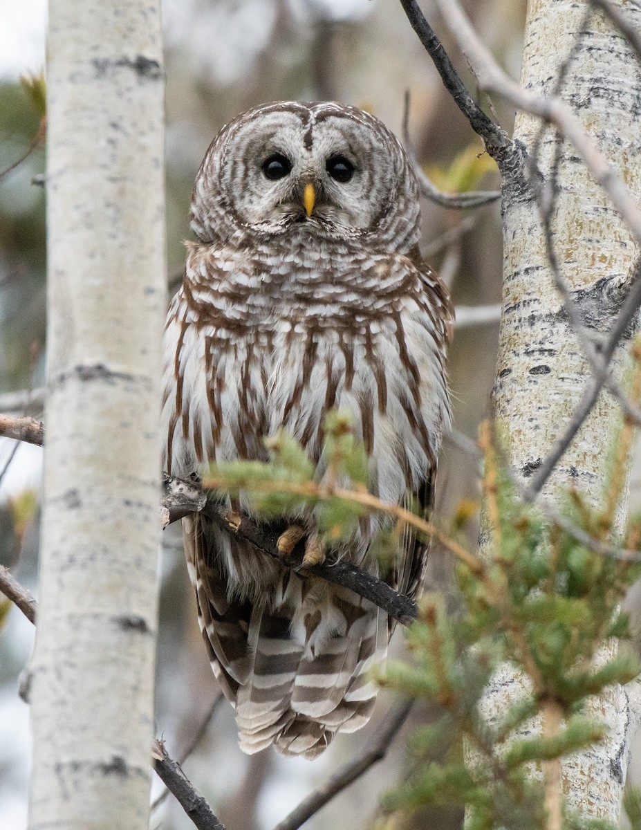 Barred Owl - ML453004831