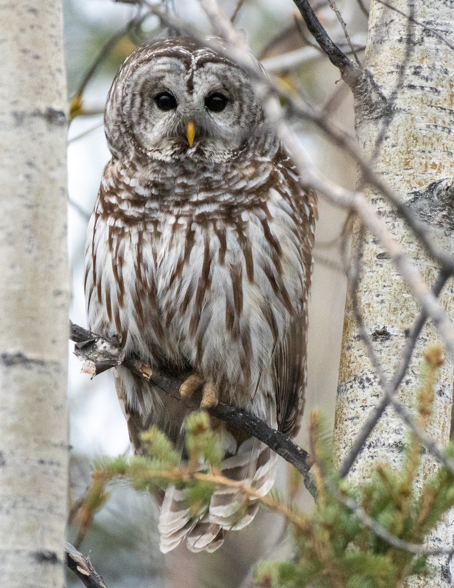 Barred Owl - ML453004841