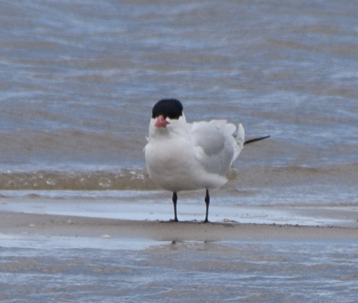 Caspian Tern - ML453006431