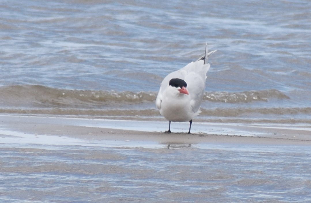 Caspian Tern - ML453006451