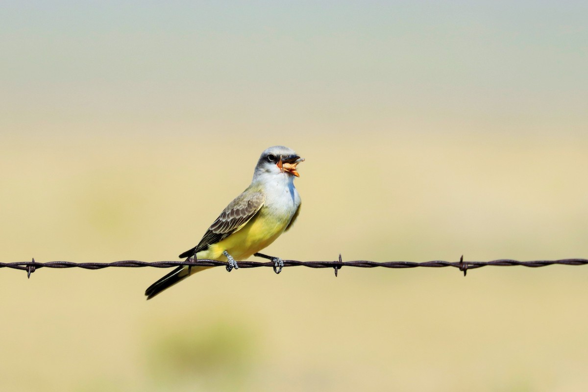 Western Kingbird - ML453006611