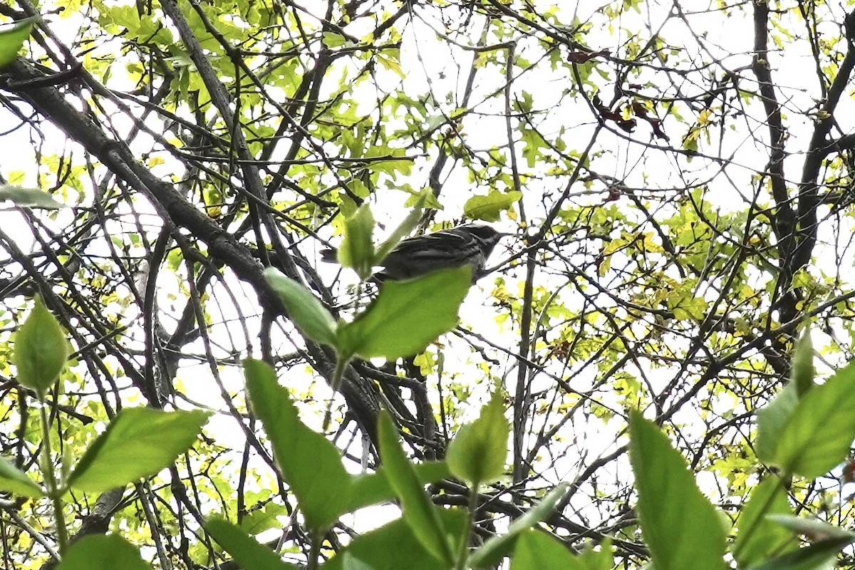 Black-throated Gray Warbler - ML453006631