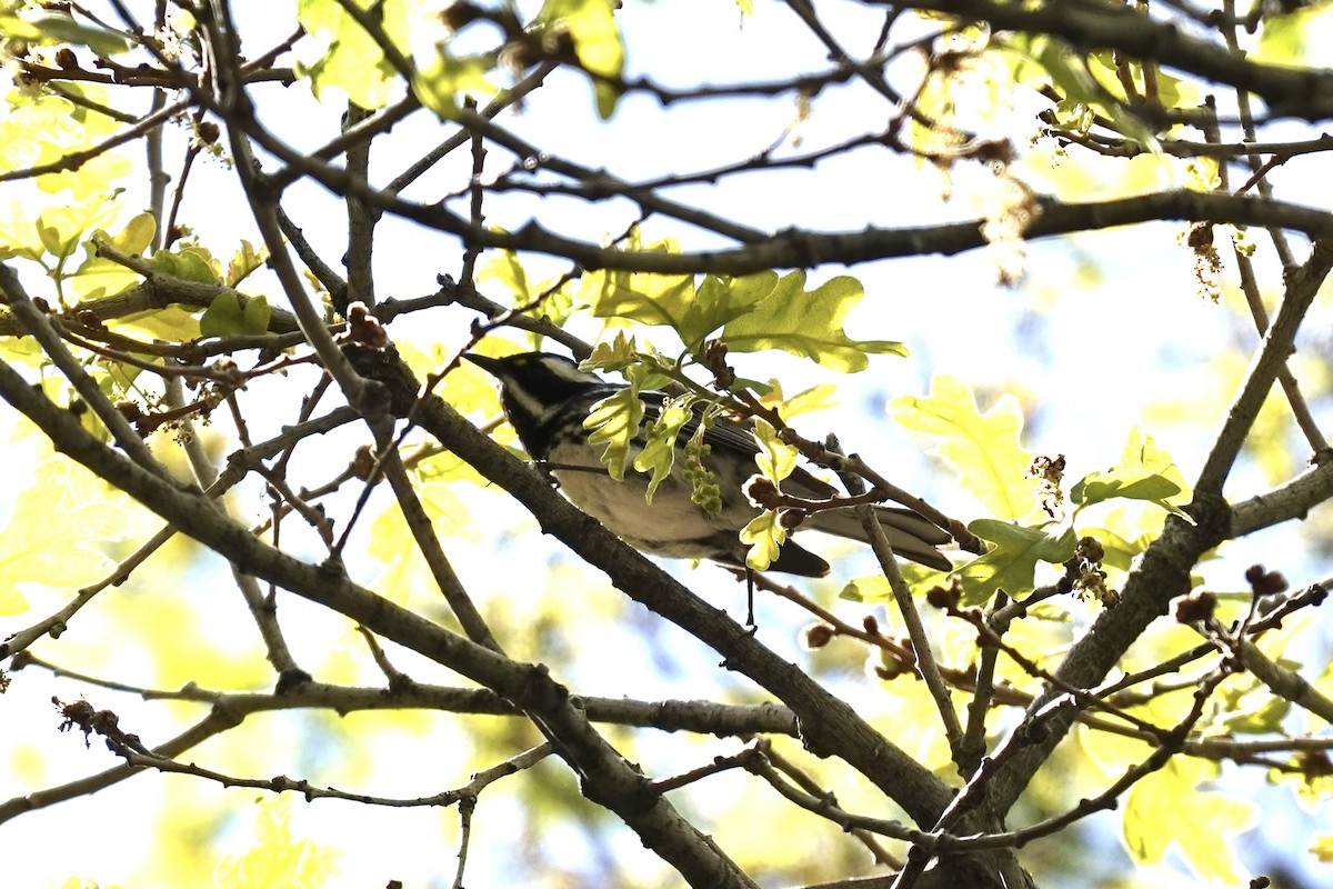 Black-throated Gray Warbler - ML453006641