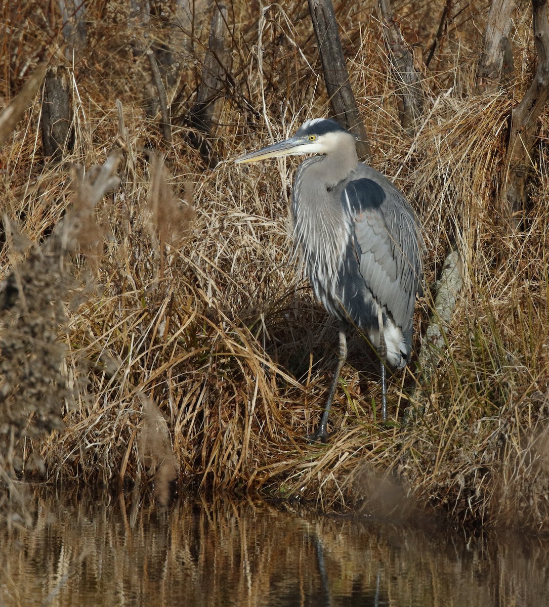 Great Blue Heron - Dave Kerr