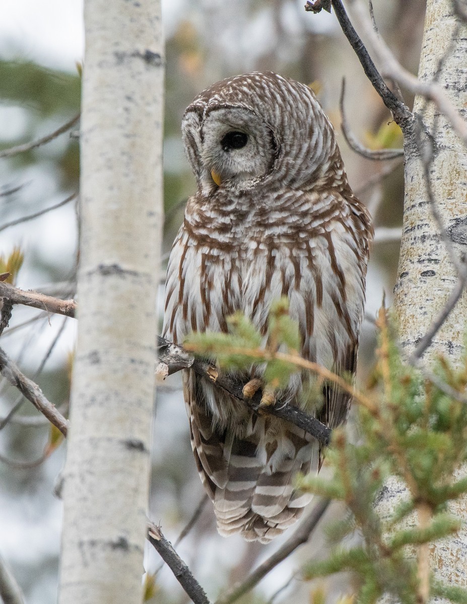 Barred Owl - Adam Perrier