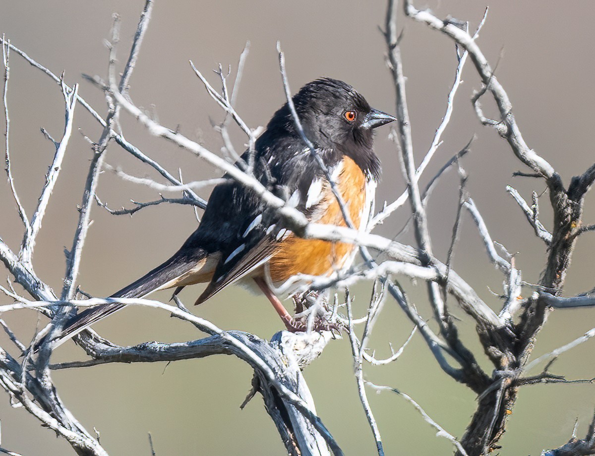 Spotted Towhee - ML453008831
