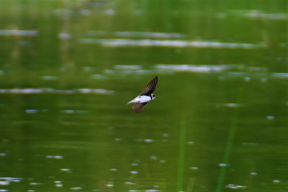 Bank Swallow - ML453010091