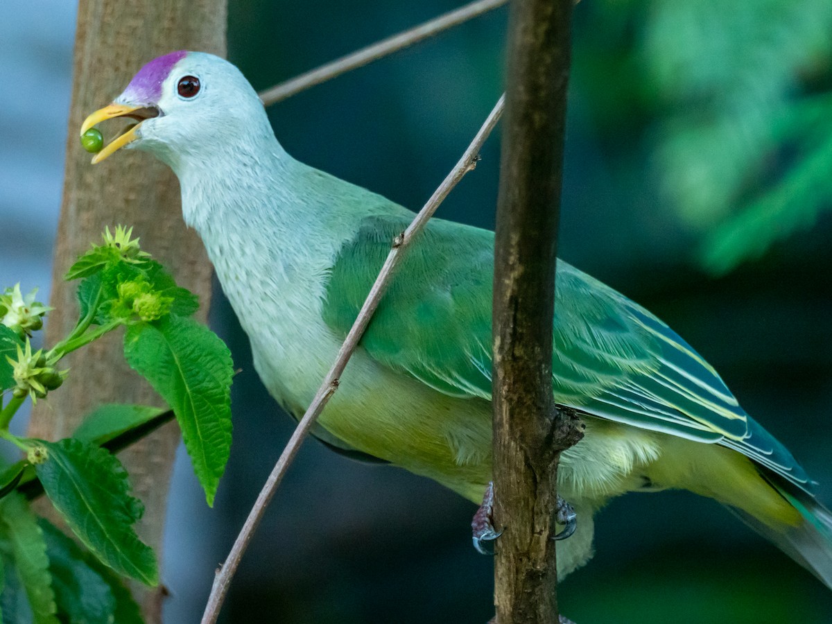 Makatea Fruit-Dove - ML453010161