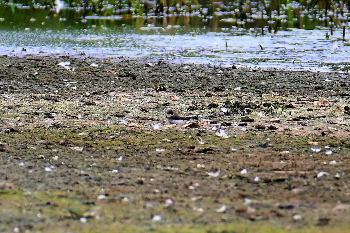 Bank Swallow - ML453010181